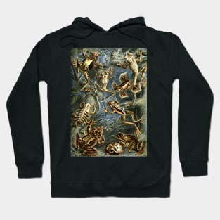 Batrachia by Ernst Haeckel Hoodie